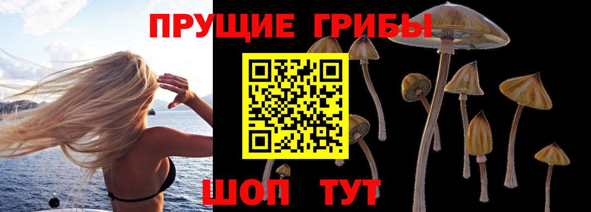 Псилоцибиновые грибы Psilocybe Геленджик
